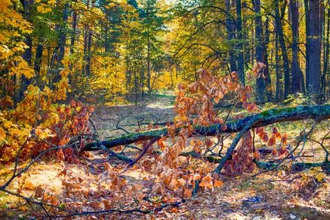 Autumn forest. Fallen tree on path. Stock Photos