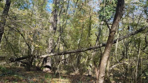 Autumn forest with fallen trees and golden leaves shining Video stock 321180883