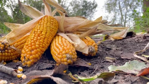 Autumn forest falling branches corn Stock Footage 252354525