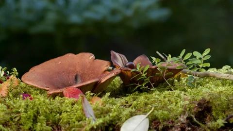 Autumn forest with falling leaves and mushrooms  on moss. Stock Footage 219328613