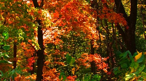 Autumn Forest with Falling Leaves Video stock 904832