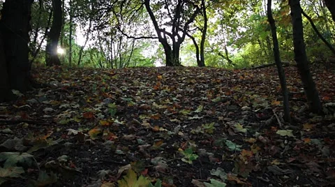 Autumn forest with falling leaves Stock Footage 42481098