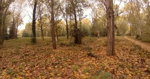 Autumn forest with falling leaves Stock Footage 118465934