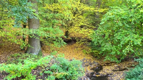 Autumn forest with falling leaves Stock-Footage 348436121