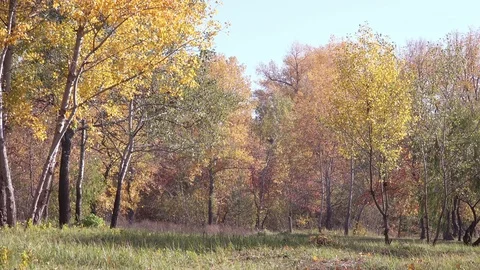 Autumn Forest with Falling Multicolored Leaves from the Trees. 4K Stock Footage 81401153