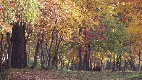 Autumn Forest with Falling Multicolored Leaves from the Trees. 4K Stock Footage 81534747