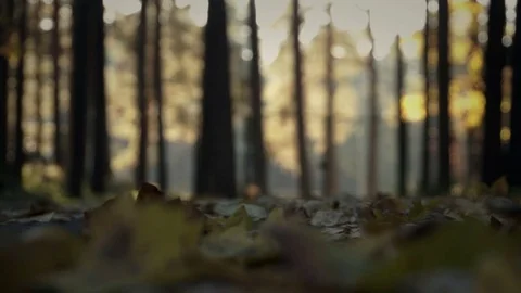 Autumn. Forest falling yellow leaves of trees. Blur Stock Footage 70401073