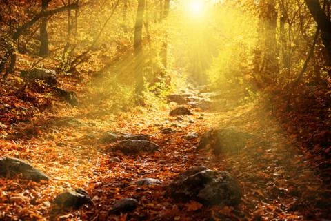 Autumn forest filled rays of the sun Stock Photos