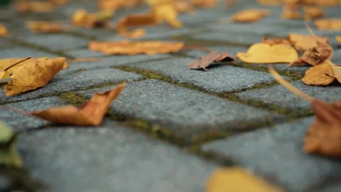 Autumn Forest Floor Covered with Dry Golden Leaves Seen from Ground Perspective Video stock 341916370