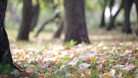 Autumn Forest Floor with Fallen Leaves and Tree Trunk Stock Footage 346196230