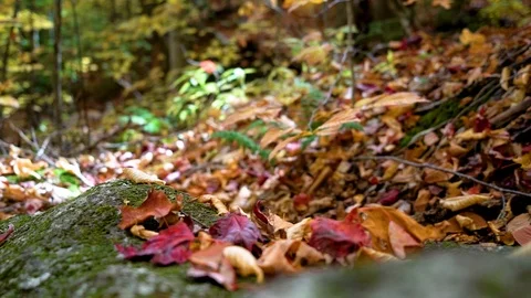 Autumn forest floor 動画素材 118462893
