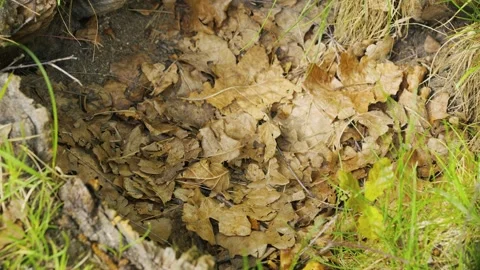 Autumn Forest Floor Texture With Dry Leaves And Green Grass, Nature'S Cycle Vidéo 335221418