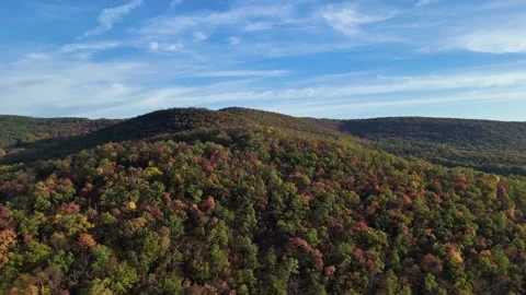Autumn forest fly drone video Stock Footage 320613558