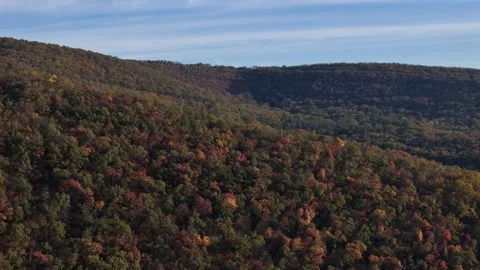 Autumn forest fly drone view Stock Footage 320613596