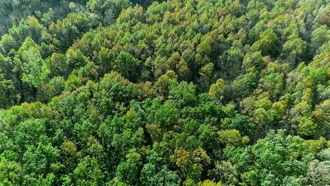 Autumn forest flyover green trees crowns scenery Stock Footage 118524311