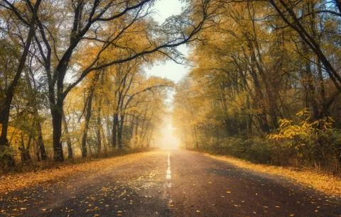 Autumn forest in fog with country road at sunset Stock Photos