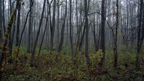 Autumn forest in the fog Video stock 126292216