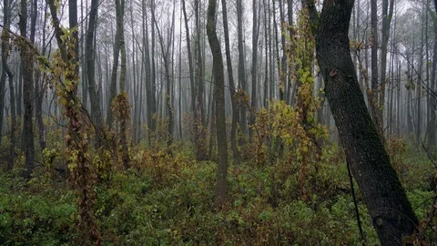 Autumn forest in the fog Stock Footage 126578754