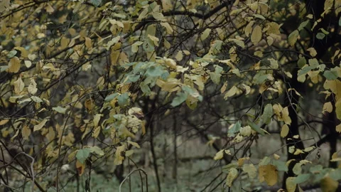 Autumn forest foliage rustling in the wind Vídeos de archivo 320078197