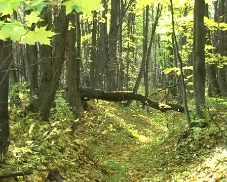 Autumn forest Stock Footage 128404