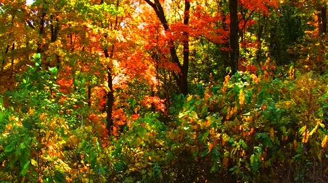 Autumn Forest Video stock 904850