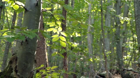 Autumn forest. Stock Footage 941135