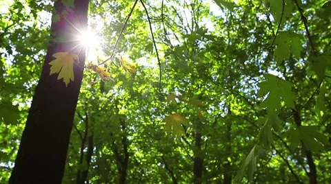 Autumn forest Stock-Footage 8607494