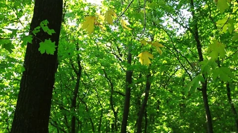 Autumn forest Stock Footage 8607563