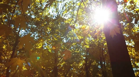 Autumn forest Stock Footage 8607595