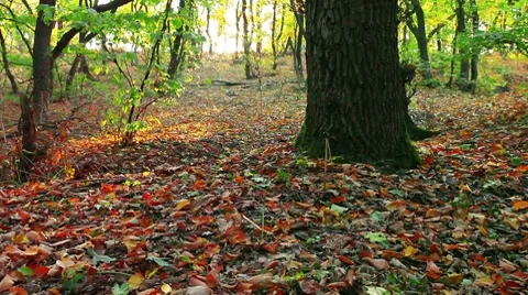Autumn forest Stock Footage 8827622