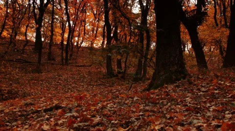 Autumn forest Stock Footage 8829686