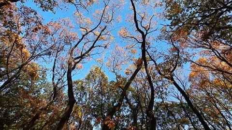 Autumn forest Stock Footage 8833649