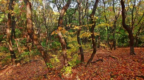 Autumn forest Stock Footage 8835338