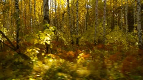 Autumn forest Stock Footage 8837134