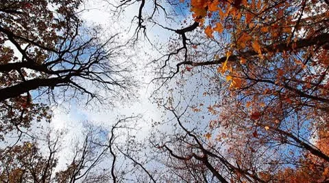 Autumn forest Stock Footage 8853929