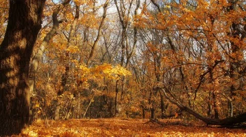 Autumn forest Stock Footage 8854074