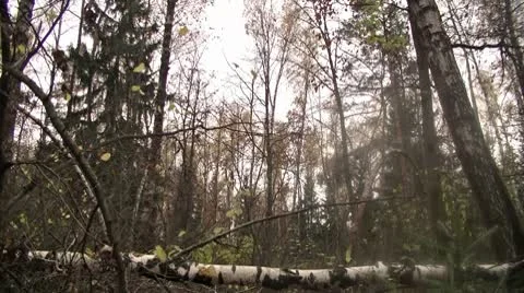 Autumn forest Stock Footage 8911818