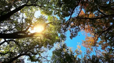 Autumn forest Stock Footage 8913629