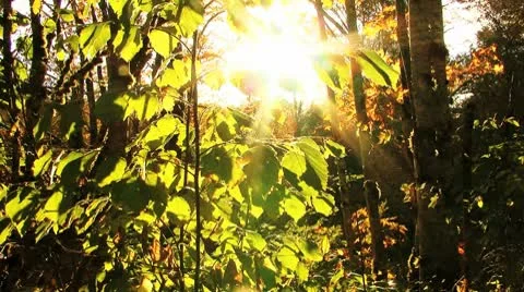 Autumn forest Stock Footage 8917704