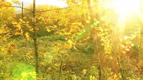 Autumn forest Stock Footage 8917818