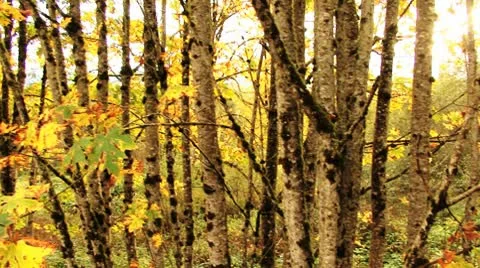Autumn forest Stock Footage 8917946