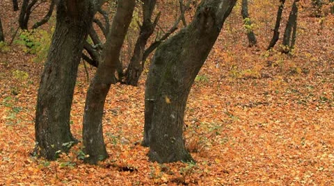 Autumn in the forest Stock Footage 8930298