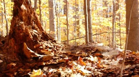 Autumn forest 스톡 동영상 8951073