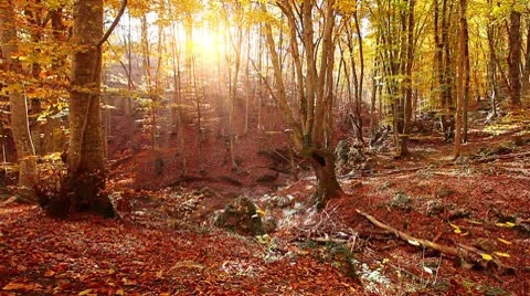 Autumn forest Stock Footage 8952468