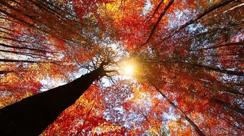 Autumn forest Stock Footage 8952524