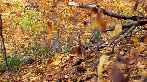 Autumn in the forest Stock-Footage 8960781