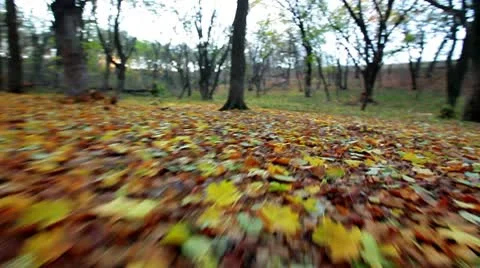 In the autumn forest Stock Footage 10573436