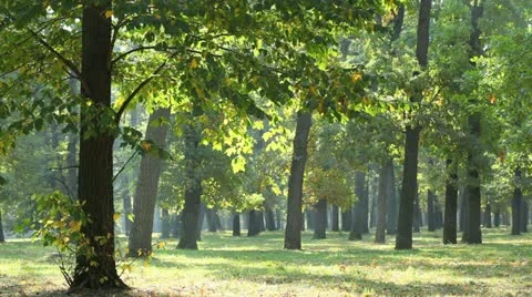 Autumn forest Stock Footage 10900051