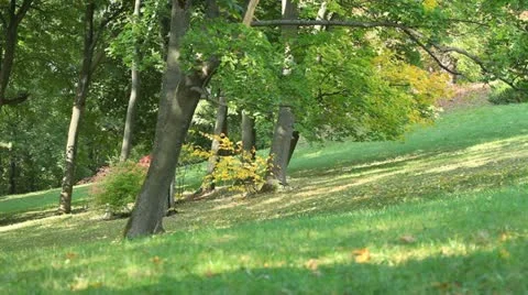 Autumn forest Stock Footage 10912285