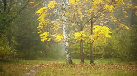 Autumn in a forest Stock Footage 12257079